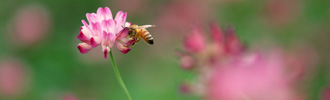 日本ミツバチ