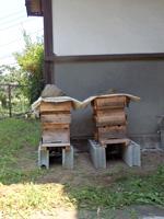 日本ミツバチ勉強会